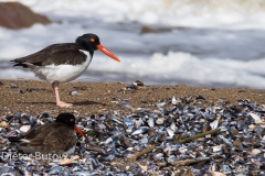 Along the coast of Uruguay-118