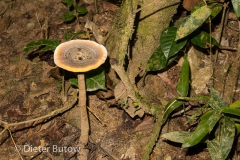 Bolivia Madidi Jungle Tour-12