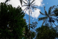 Bolivia Madidi Jungle Tour-13
