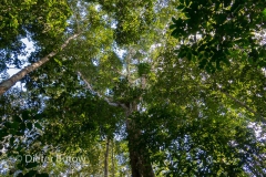 Bolivia Madidi Jungle Tour-14