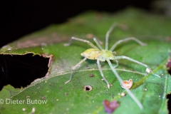 Bolivia Madidi Jungle Tour-23