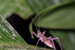 Bolivia Madidi Jungle Tour-28