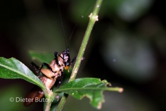 Bolivia Madidi Jungle Tour-29