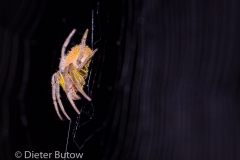 Bolivia Madidi Jungle Tour-30