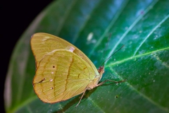 Bolivia Madidi Jungle Tour-31