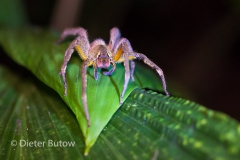 Bolivia Madidi Jungle Tour-32
