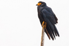 Bolivia Madidi Jungle Tour-34