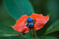 Bolivia Madidi Jungle Tour-35