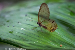 Bolivia Madidi Jungle Tour-37