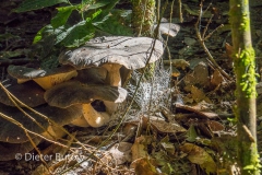 Bolivia Madidi Jungle Tour-38