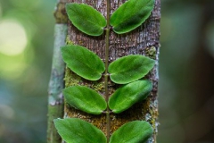 Bolivia Madidi Jungle Tour-39