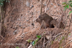 Bolivia Madidi Jungle Tour-46
