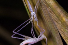 Bolivia Madidi Jungle Tour-51