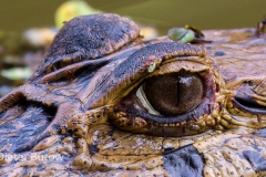 Bolivia Madidi Jungle Tour-58