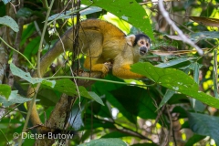 Bolivia Madidi Jungle Tour-61