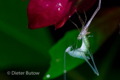Bolivia Madidi Jungle Tour-64