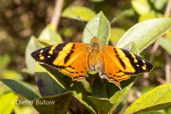 Butterflies around Foz de Iguaçu-1