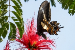 Butterflies around Foz de Iguaçu-2