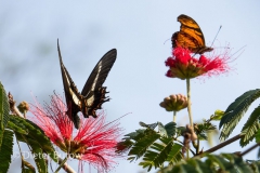 Butterflies around Foz de Iguaçu-3