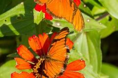 Butterflies around Foz de Iguaçu-4