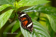 Butterflies around Foz de Iguaçu-9