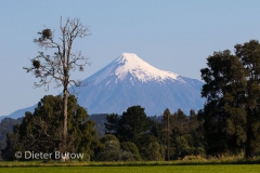 Chile Araucarias Valdivia Puerto Varas-24