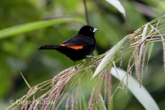 Colombia Town Jardin-6