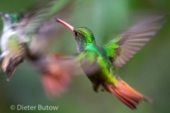 Birds of Mindo-1