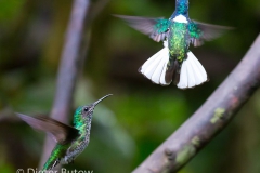 Birds of Mindo-12