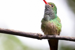 Birds of Mindo-15