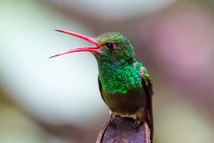Birds of Mindo-16