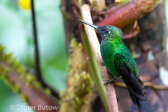 Birds of Mindo-17