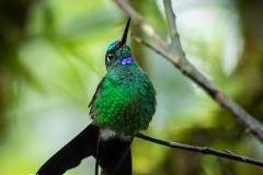 Birds of Mindo-2