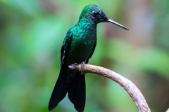 Birds of Mindo-20