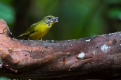 Birds of Mindo-25