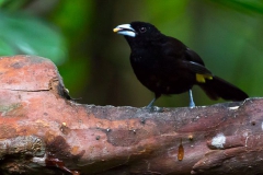 Birds of Mindo-26