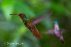Birds of Mindo-28