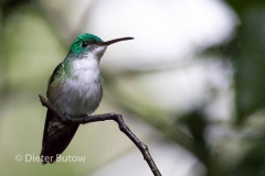 Birds of Mindo-3