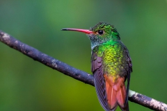 Birds of Mindo-31