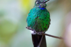 Birds of Mindo-33