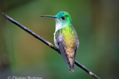 Birds of Mindo-4