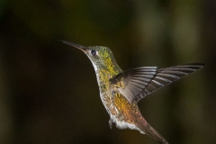 Birds of Mindo-5