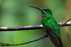 Birds of Mindo-6