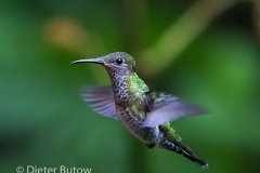 Birds of Mindo-7