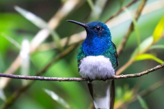 Birds of Mindo-8