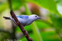 Birds of Mindo-9