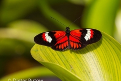 Butterflies of Mindo-13