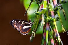 Butterflies of Mindo-14