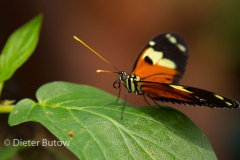 Butterflies of Mindo-16