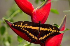 Butterflies of Mindo-21